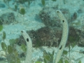 IMG_0995.jpg