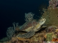 IMG_9063-Edit.jpg